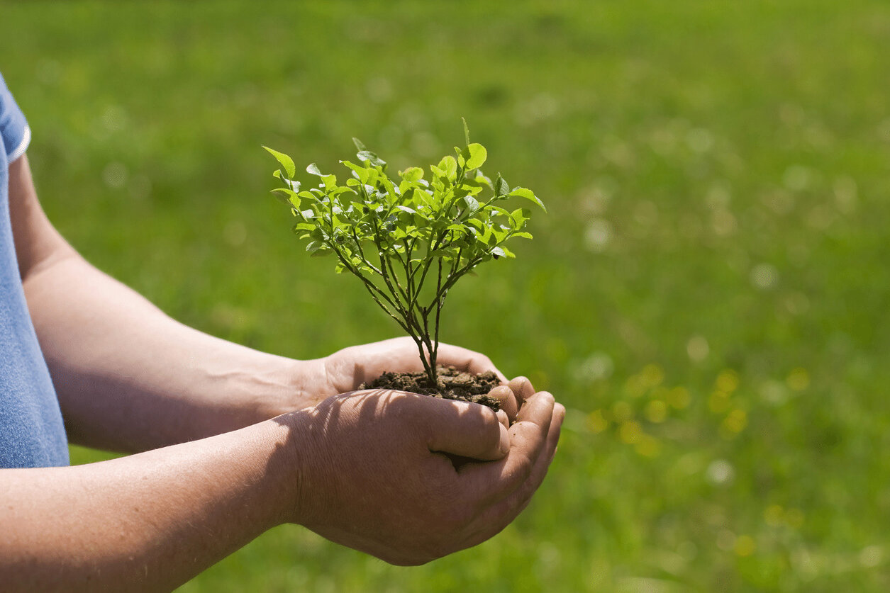 Actualité Protéger et préserver l’environnement avec Reforest’Action